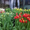 izutsu-samegai-bldg-garden-tulips-blooming-2