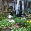 izutsu-samegai-bldg-garden-tulips-blooming-3