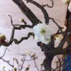 izutsu-samegai-bldg-lobby-plum-blossoms-2012-3