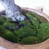izutsu-samegai-bldg-lobby-plum-blossoms-2012-4