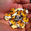 laohu-tiger-buttons