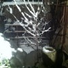 kyoto-snowfall-Feb-2012