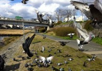 The Wall of Pigeon