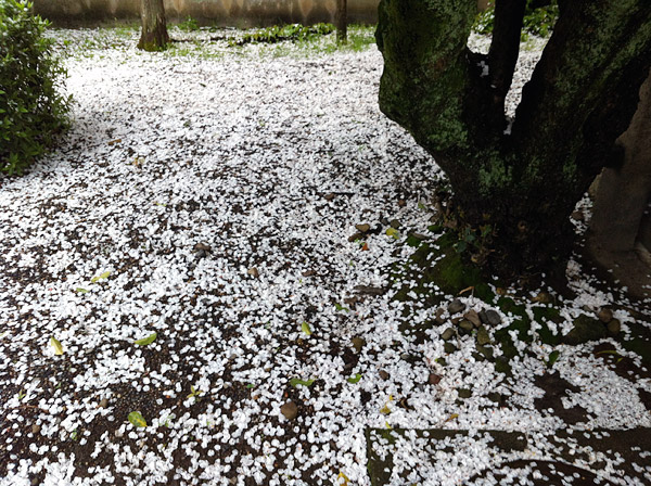 Falling Sakura Petals at Myorenji Temple - The End of Hanami, Kyoto 2012 (京都花見 2012 妙蓮寺)