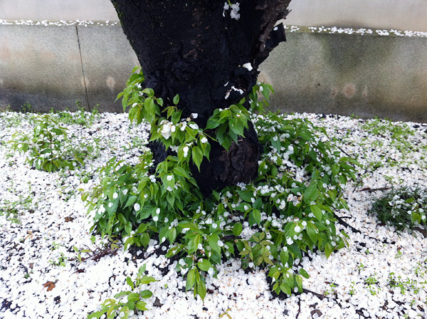 Falling Sakura Petals at Myorenji Temple - The End of Hanami, Kyoto 2012 (京都花見 2012 妙蓮寺)