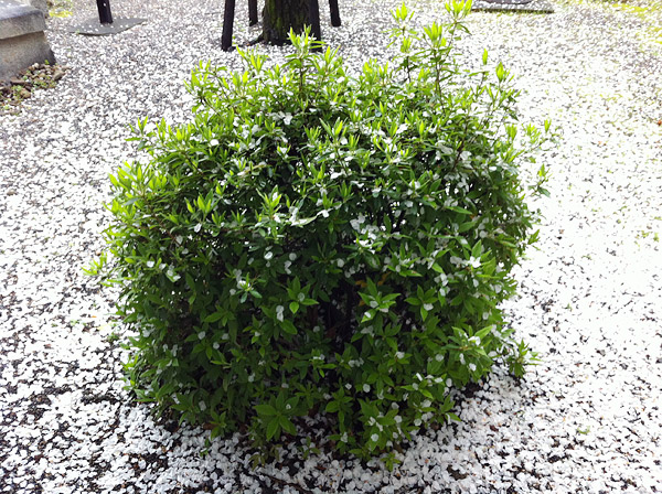 Falling Sakura Petals at Myorenji Temple - The End of Hanami, Kyoto 2012 (京都花見 2012 妙蓮寺)