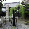 Falling Sakura Petals at Myorenji Temple - The End of Hanami, Kyoto 2012 (京都花見 2012 妙蓮寺)