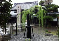 Falling Sakura Petals at Myorenji Temple - The End of Hanami, Kyoto 2012 (京都花見 2012 妙蓮寺)