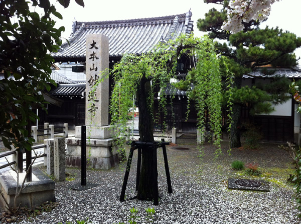 Falling Sakura Petals at Myorenji Temple - The End of Hanami, Kyoto 2012 (京都花見 2012 妙蓮寺)