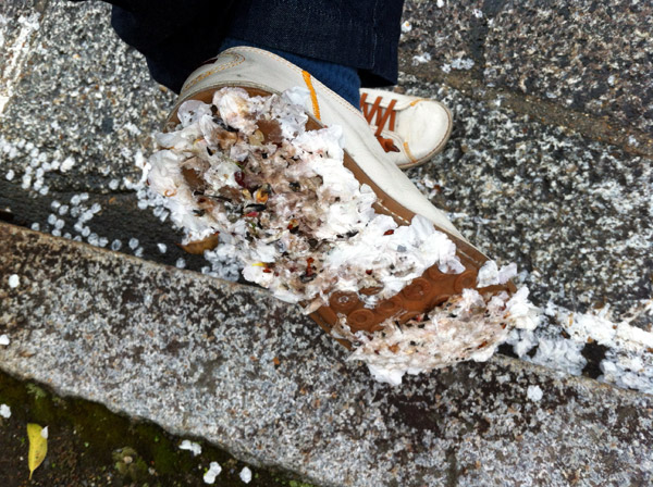 Falling Sakura Petals at Myorenji Temple - The End of Hanami, Kyoto 2012 (京都花見 2012 妙蓮寺)