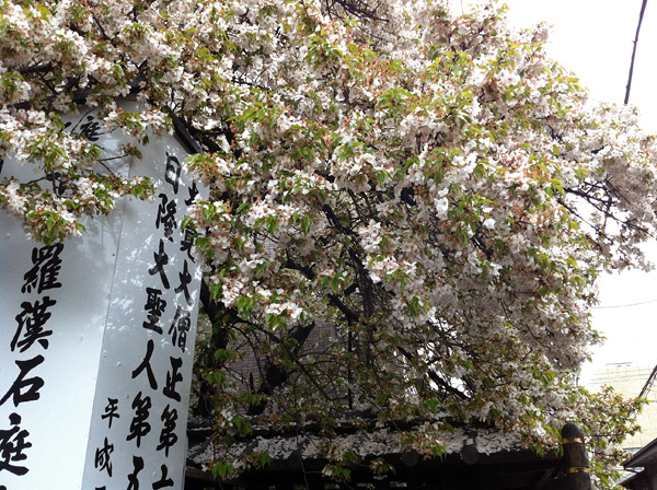 Falling Sakura Petals at Myorenji Temple - The End of Hanami, Kyoto 2012 (京都花見 2012 妙蓮寺)