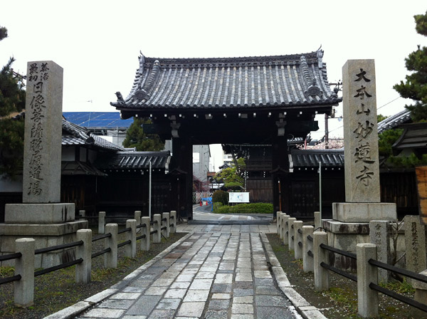 Falling Sakura Petals at Myorenji Temple - The End of Hanami, Kyoto 2012 (京都花見 2012 妙蓮寺)