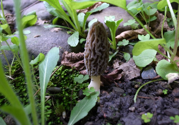 Morel Mushrooms in my Kyoto Garden
