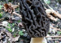 Morel Mushrooms in my Kyoto Garden