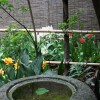 Kyoto Garden Tulips and Chabana After Morning Rain