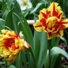 Kyoto Garden Tulips and Chabana After Morning Rain (雨朝京都町家庭 - チューリップと茶花)