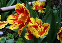 Kyoto Garden Tulips and Chabana After Morning Rain (雨朝京都町家庭 - チューリップと茶花)
