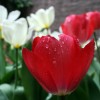 Kyoto Garden Tulips and Chabana After Morning Rain (雨朝京都町家庭 - チューリップと茶花)