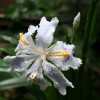 Kyoto Garden Tulips and Chabana After Morning Rain (雨朝京都町家庭 - チューリップと茶花)