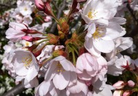 Kyoto Kamo River Hanami Picnic - 2012 京都鴨川お花見ピクニック
