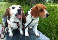 Kyoto Kamo Riverside Walk Late Spring Flowers and Beagles Kyoto Kamo Riverside Walk Late Spring Flowers and Beagles