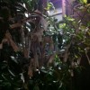 Kyoto Shrine: Demachi Myo-on Bezaiten (京都 出町 妙音弁財天)