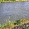 Kamo River Nutria 'Shooting the Rapids' Kamo River Nutria 'Shooting the Rapids'