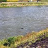 Kamo River Nutria 'Shooting the Rapids' Kamo River Nutria 'Shooting the Rapids'