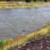Kamo River Nutria 'Shooting the Rapids' Kamo River Nutria 'Shooting the Rapids'