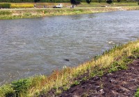 Kamo River Nutria 'Shooting the Rapids'