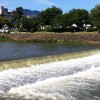 Kamo River Nutria 'Shooting the Rapids' Kamo River Nutria 'Shooting the Rapids'