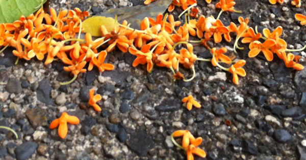 Kinmokusei Flowers - Bloom and Fall
