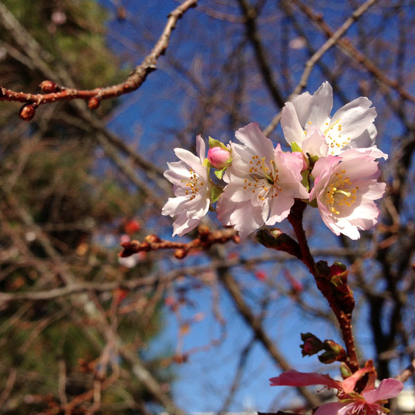Kyoto Temple: Myorenji with Jugatsu-zakura Autumn Cherry Blossoms in Bloom
