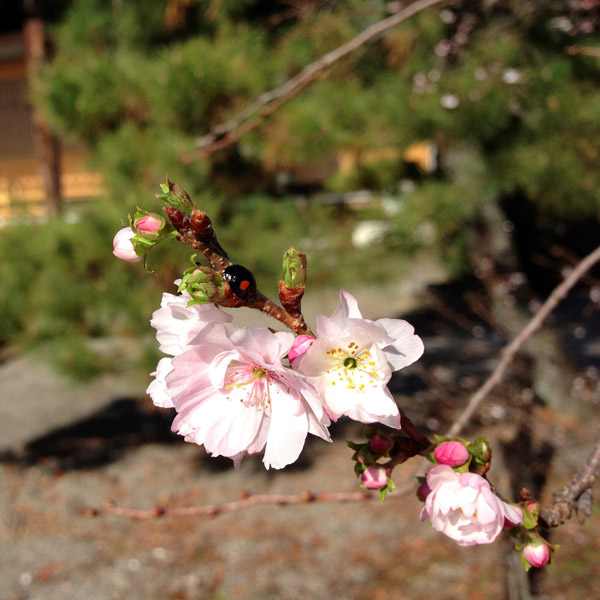 Kyoto Temple: Myorenji with Jugatsu-zakura Autumn Cherry Blossoms in Bloom
