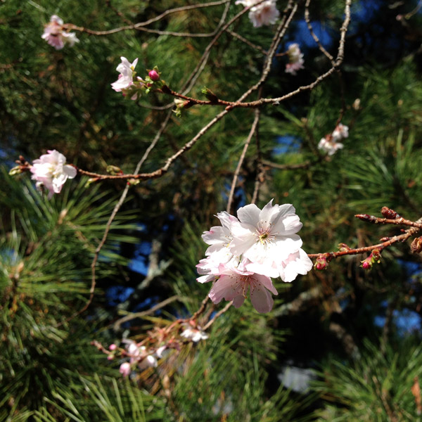 Kyoto Temple: Myorenji with Jugatsu-zakura Autumn Cherry Blossoms in Bloom