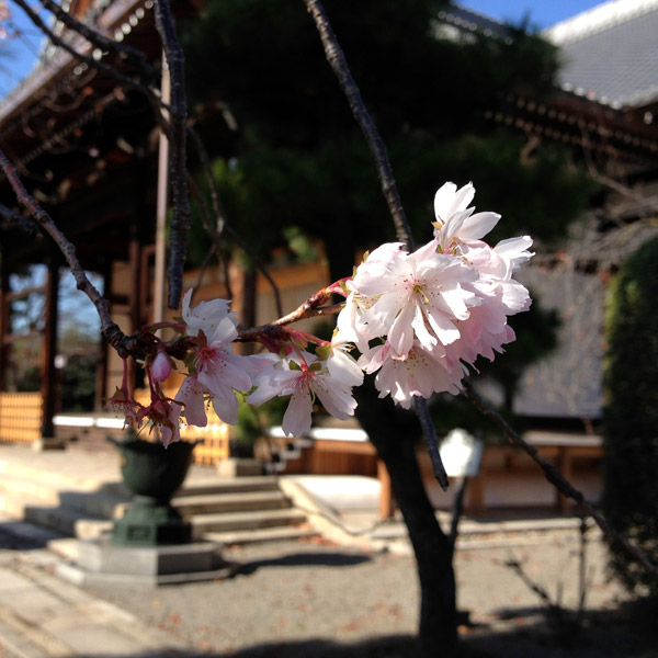 Kyoto Temple: Myorenji with Jugatsu-zakura Autumn Cherry Blossoms in Bloom