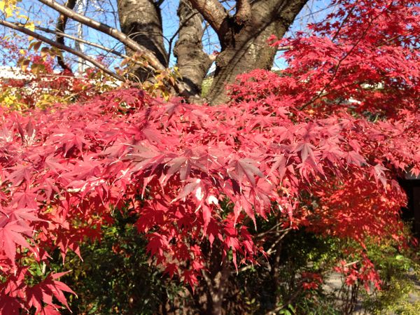 Kyoto Temple: Myorenji with Jugatsu-zakura Autumn Cherry Blossoms in Bloom