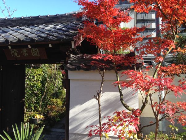 Kyoto Temple: Myorenji with Jugatsu-zakura Autumn Cherry Blossoms in Bloom