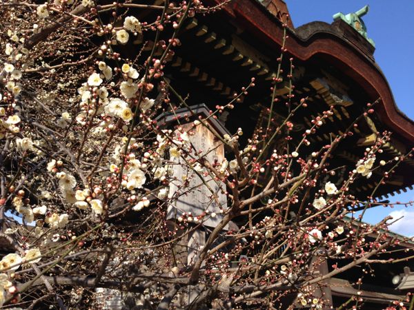 Kitano Tenmangu Shrine Plum Blossoms - Spring 2013 北野天満宮 梅花祭
