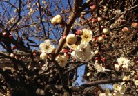Kitano Tenmangu Shrine Plum Blossoms - Spring 2013 北野天満宮 梅花祭