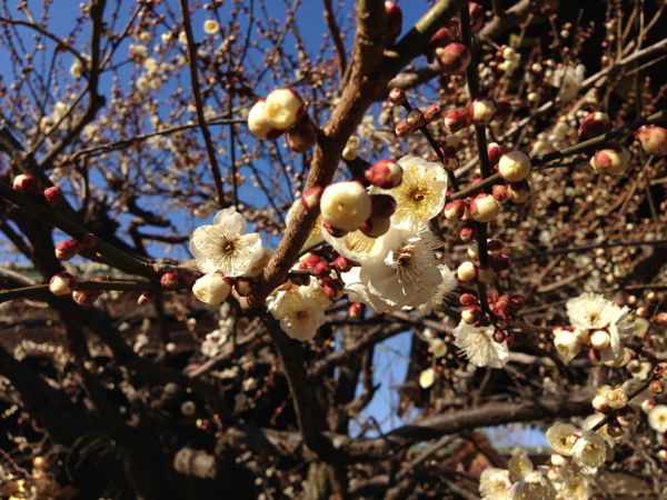 Kitano Tenmangu Shrine Plum Blossoms - Spring 2013 北野天満宮 梅花祭