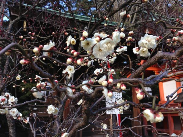 Kitano Tenmangu Shrine Plum Blossoms - Spring 2013 北野天満宮 梅花祭