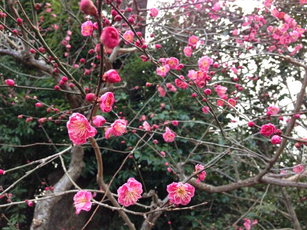 Kitano Tenmangu Shrine Plum Blossoms - Spring 2013 北野天満宮 梅花祭