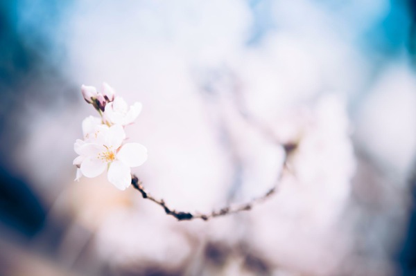 sakura_cherry blossom