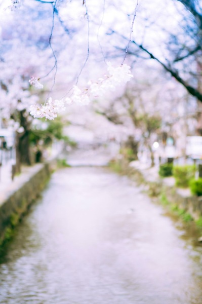 sakura_cherry blossom