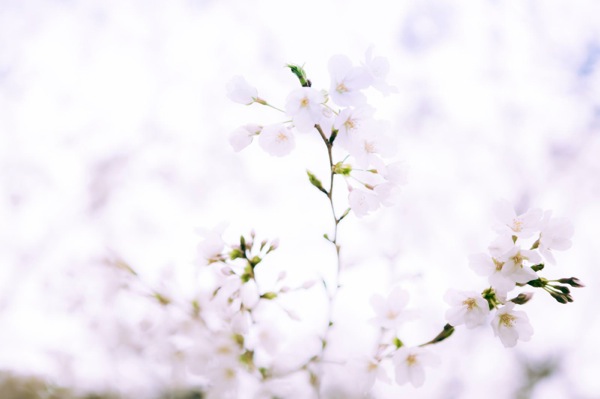 sakura_cherry blossom