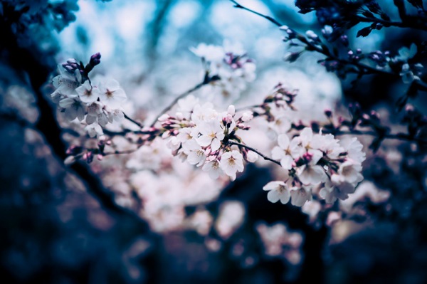 sakura_cherry blossom