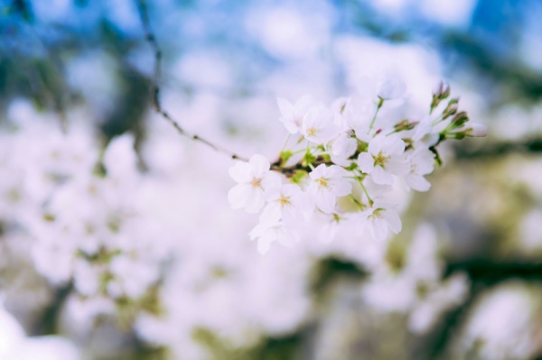 sakura_cherry blossom