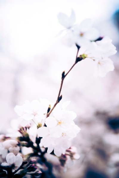 sakura_cherry blossom