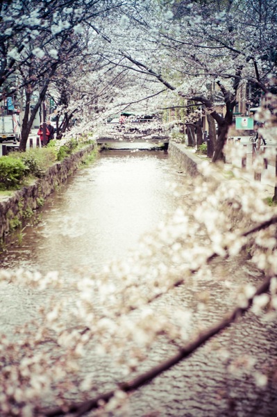 sakura_cherry blossom